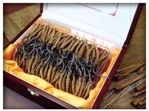 柳南冬虫夏草回收